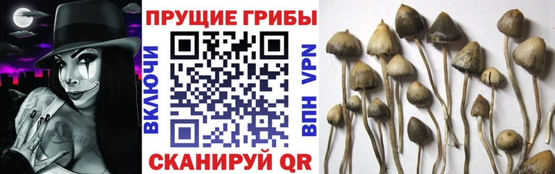 где продают   Горячеводский  Псилоцибиновые грибы ЛСД 